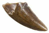 Serrated, Dromaeosaurid Theropod (Acheroraptor?) Tooth - Montana #357007-1
